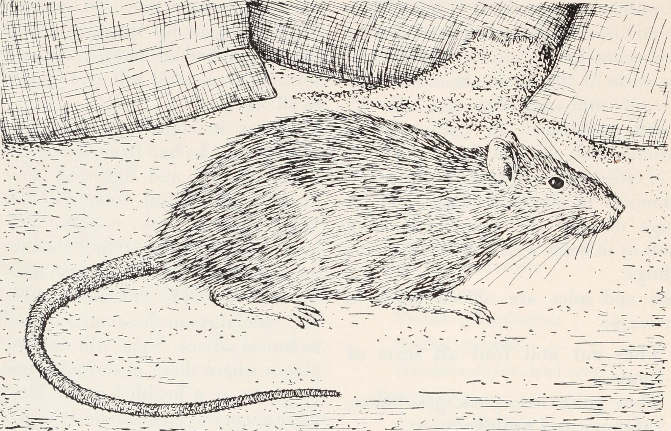 nieruchomy szczur Control_of_rats_and_mice_(1948)_(20666000666)
